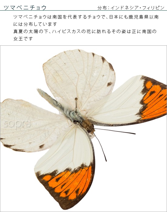 昆虫標本 蝶の標本 ツマベニチョウ メタリック調ライトフレーム