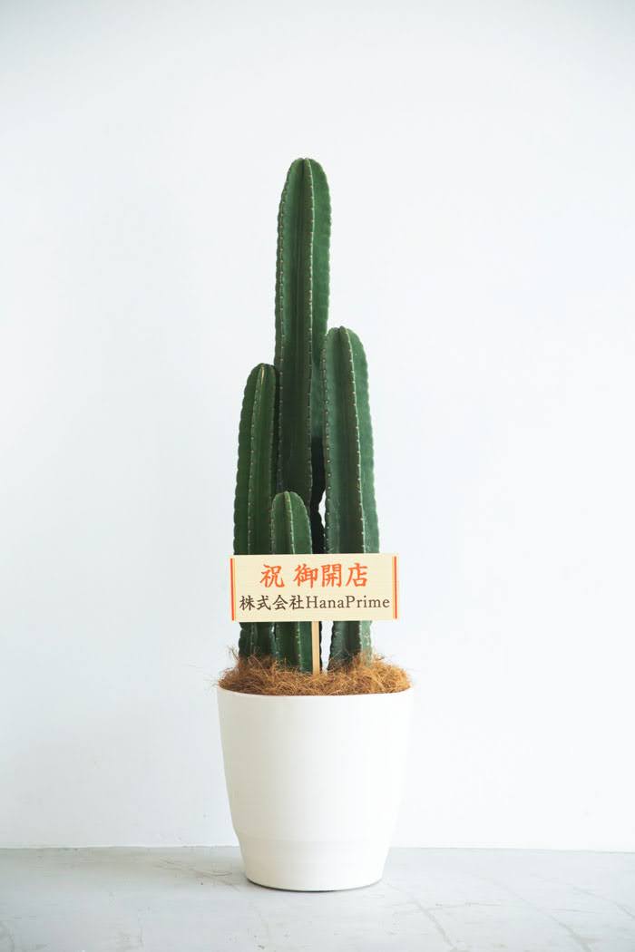 観葉植物 柱サボテン（10号鉢）｜HanaPrime（ハナプライム）