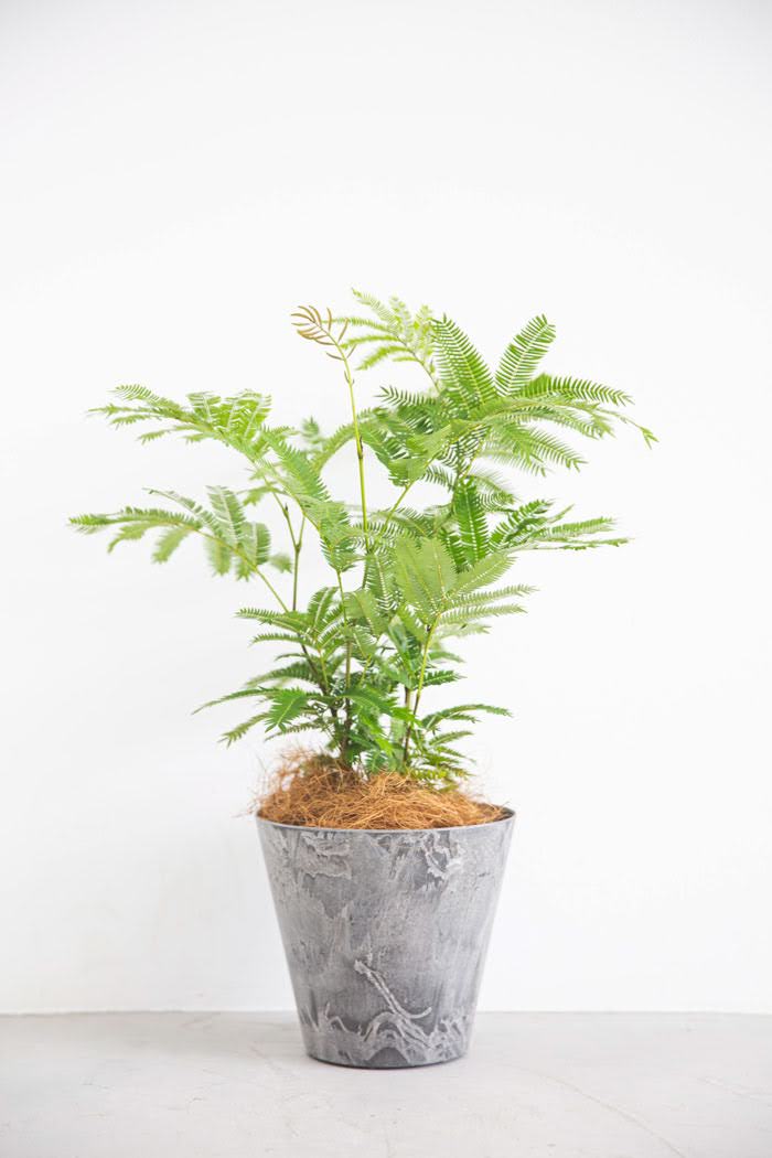 観葉植物 エバーフレッシュ（6号鉢）｜HanaPrime（ハナプライム）