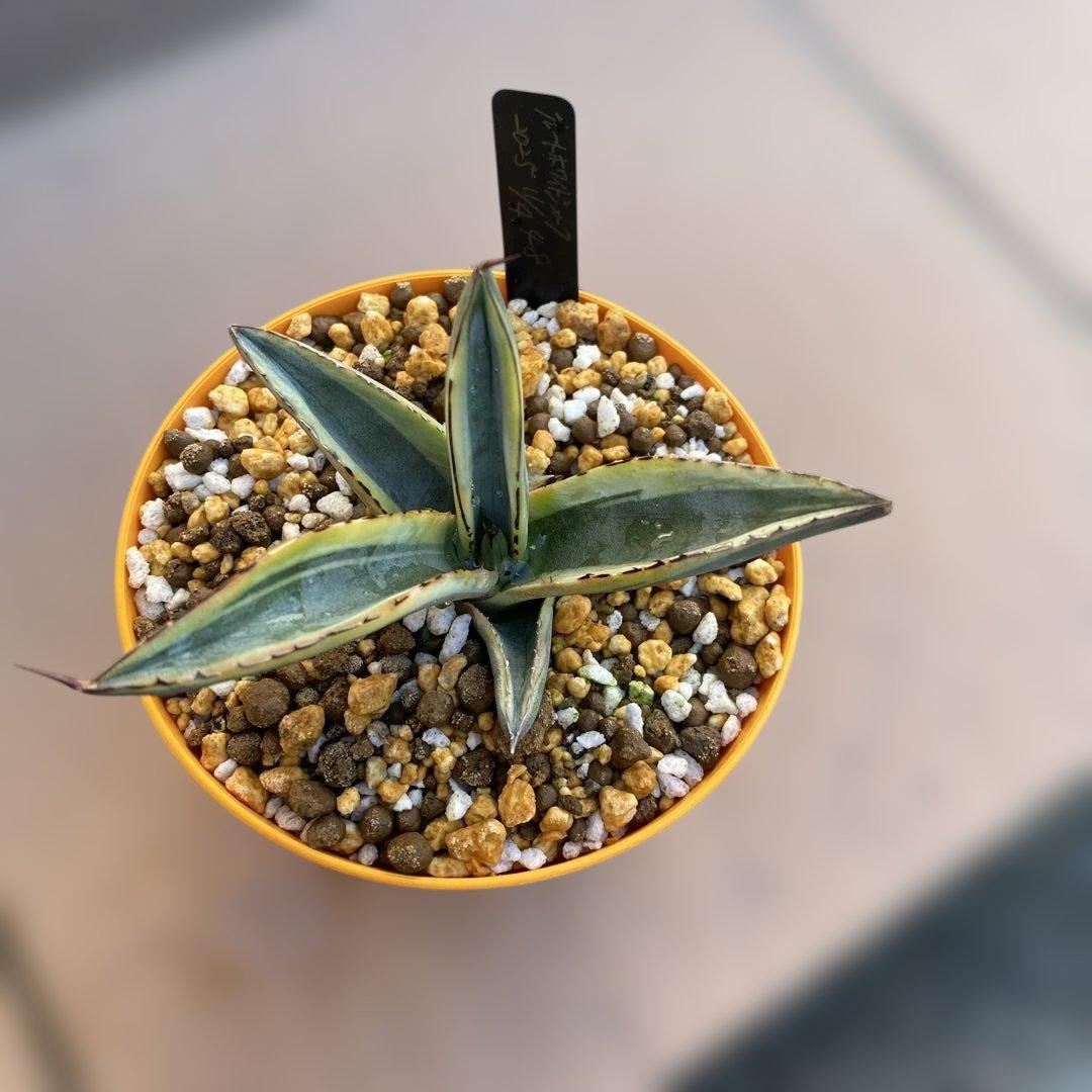 アガベ　グレートホワイトシャーク　シャークスキン アガベ ×ニッケリーマ ' グレートホワイトシャーク ' Agave ×nickelima
