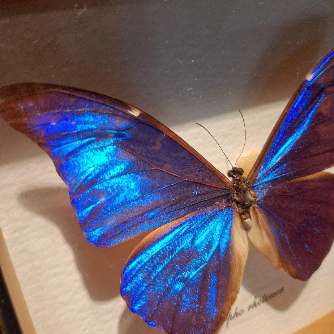 Morpho rhetenor蝶 レテノールモルフォ 標本 - メルカリ