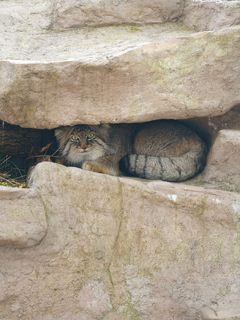 世界最古の猫・マヌルネコ初のビジュアル図鑑『マヌルネコ 15の秘密
