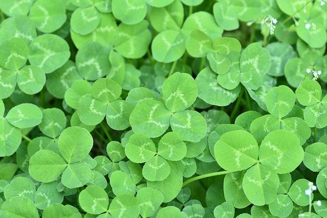 三つ葉のクローバーの花言葉は？その意味合いは葉の枚数によって違うの