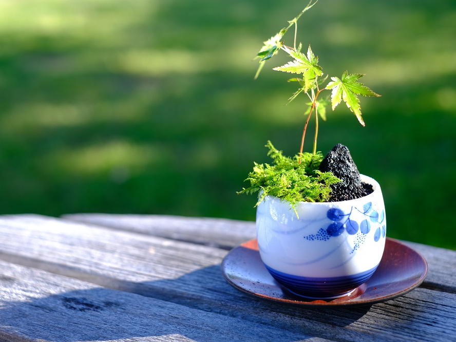 じゃらん限定特典有！】苔のむすまで・・自家製竹炭入りミニ苔盆栽又は